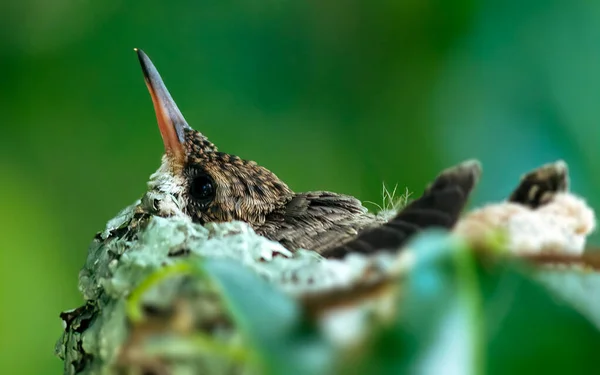 Närbild Liten Kolibri Boet — Stockfoto