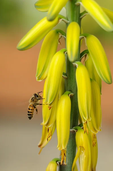 Honey Bee on Yellow Flower