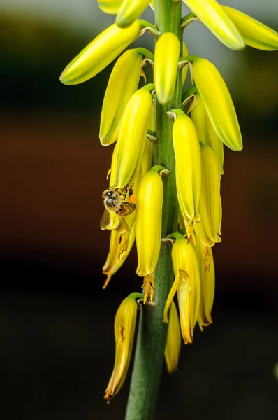 Pszczoła miodowa na żółty kwiat — Zdjęcie stockowe