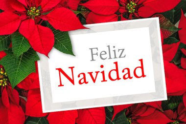 Noel tebrik kartı yılbaşı çiçeği dekorasyonu ile metin