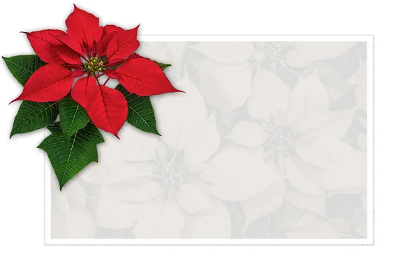 Navidad tarjeta de felicitación decoración poinsettia con espacio para copiar —  Fotos de Stock