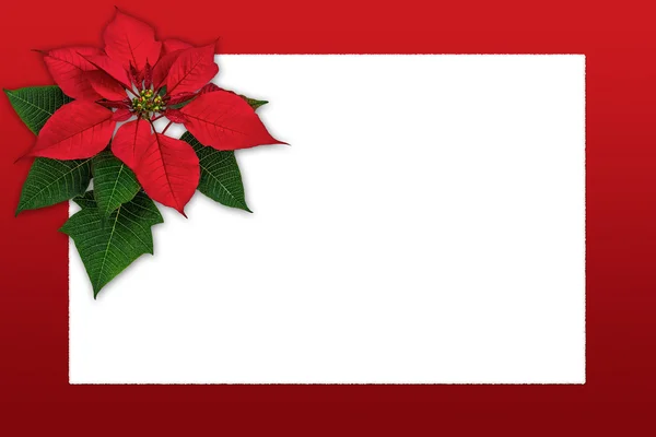 Christmas wenskaart poinsettia decoratie met kopie ruimte — Stockfoto