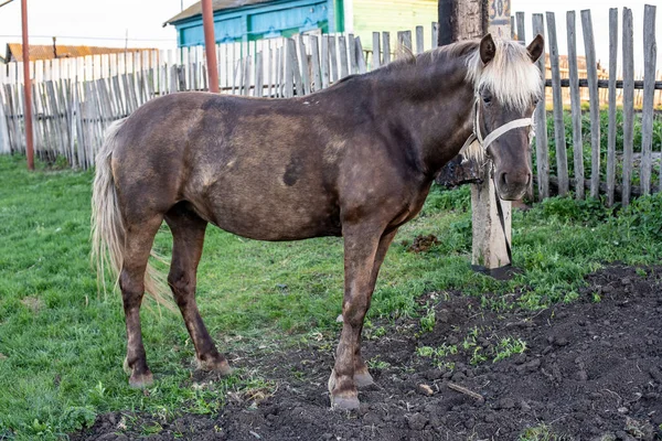Beyaz yeleli kahverengi bir at.