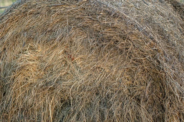 Haystacks Dried Hay Village — Stock Photo, Image