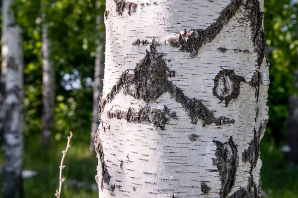 Orman bölgesinde beyaz huş ağaçları