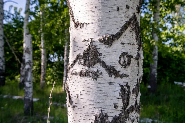 林区的白桦树 — 图库照片