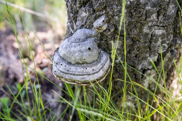 Birch Mushroom Chaga Forest — Stock Photo, Image