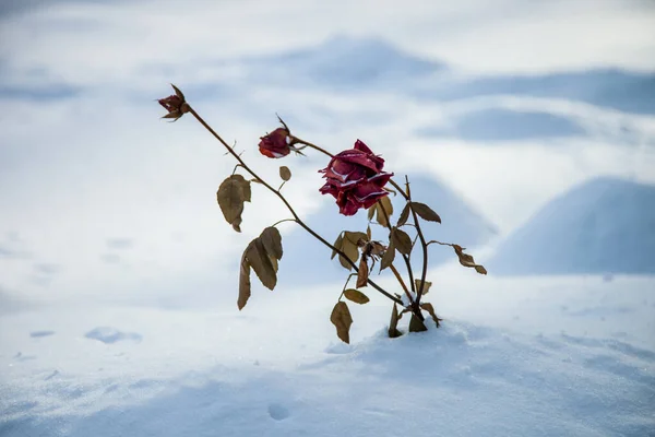 Красная Роза Снегу Зимой — стоковое фото