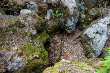 Kayalıklardaki yosunlar. Doğa rezervlerindeki bitkiler