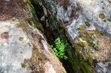 Kayalıklardaki yosunlar. Doğa rezervlerindeki bitkiler