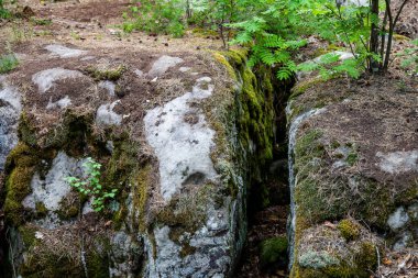 Kayalıklardaki yosunlar. Doğa rezervlerindeki bitkiler