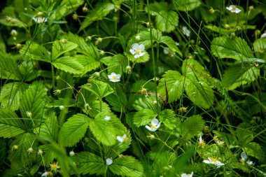 Vahşi yabani çilekler yazın çiçek açar. beyaz infloresans