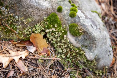 Kayalıklardaki yosunlar. Doğa rezervlerindeki bitkiler