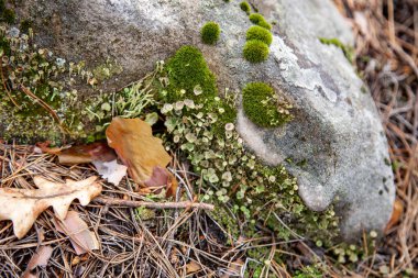 Kayalıklardaki yosunlar. Doğa rezervlerindeki bitkiler