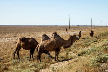 Kahverengi iki hörgüçlü deve bozkırda otlar.