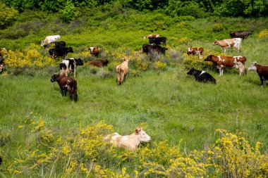 Renkli köy inekleri çayırda otluyor.