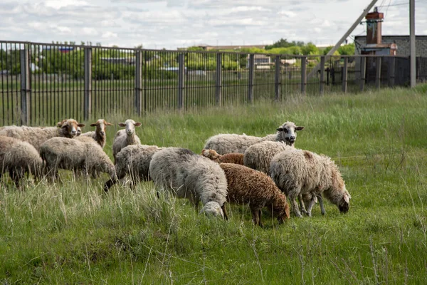 a flock of sheep in a pasture in the village