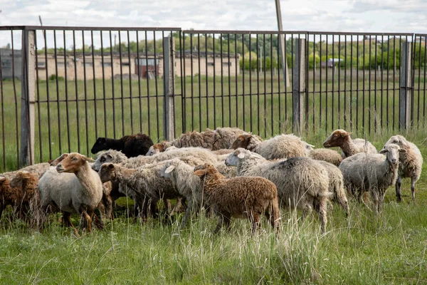 Köydeki otlakta bir koyun sürüsü.