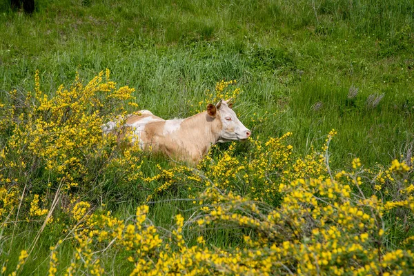 五彩斑斓的乡村奶牛在草地上吃草 — 图库照片