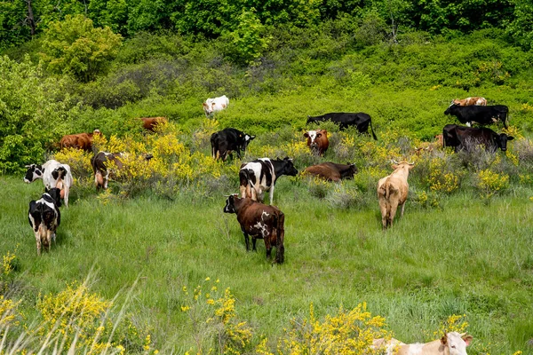 Πολύχρωμες Αγελάδες Του Χωριού Βόσκουν Ένα Λιβάδι — Φωτογραφία Αρχείου