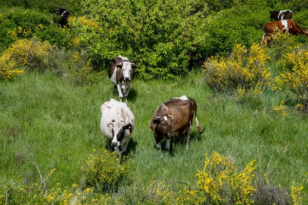 Vacas Aldeia Coloridas Pastam Prado — Fotografia de Stock