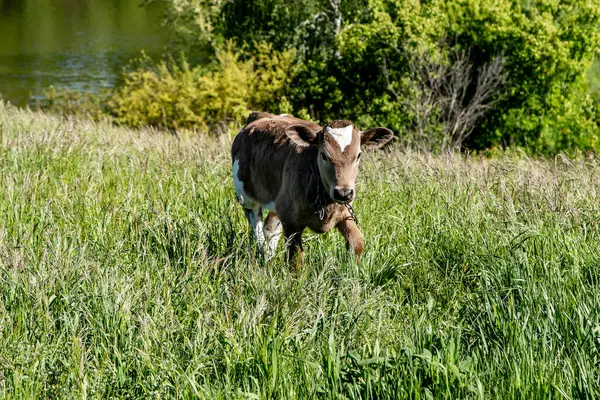 村子里草地上的小牛犊 — 图库照片