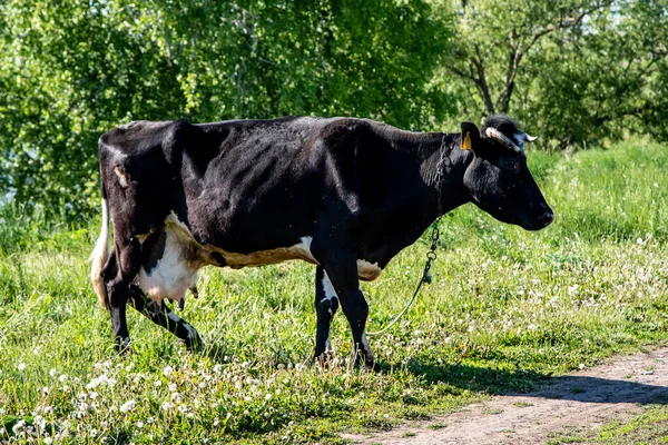 五彩斑斓的乡村奶牛在草地上吃草 — 图库照片