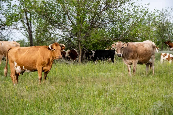 Vaches Village Colorées Pâturent Dans Une Prairie — Photo