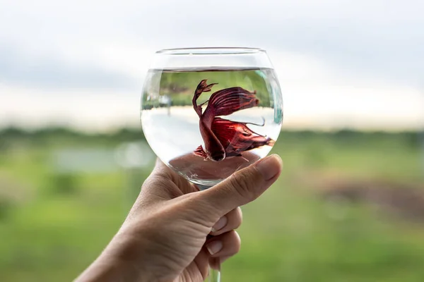 Bir bardak suda horoz akvaryumu balığıyla savaşıyor.