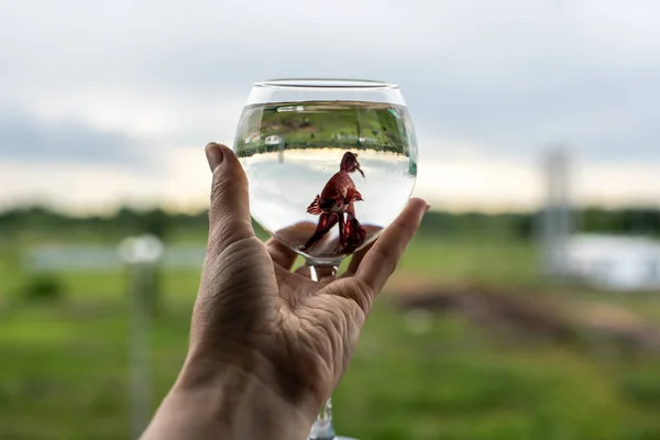 Bestrijding Van Aquariumvissen Een Glas Water — Stockfoto