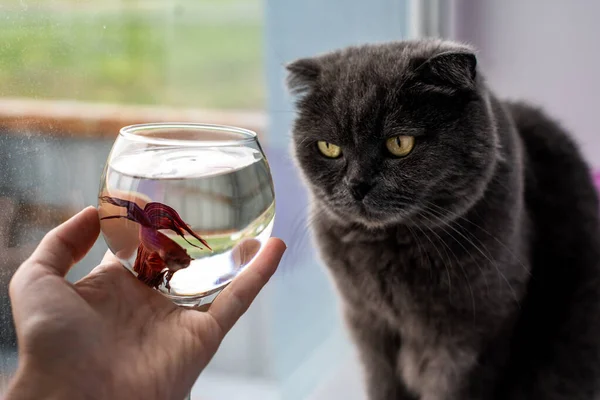 kedi ve akvaryum balığı horoz dövüşü