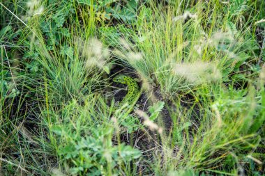 Yeşil bir kertenkele yuvasının yakınındaki çimlerde