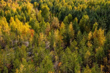 Yüksekten sonbahar orman manzarası. Sonbaharın sonlarında renkli ağaçlar