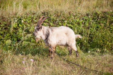 Tarlada uzun boynuzlu beyaz keçi tasması