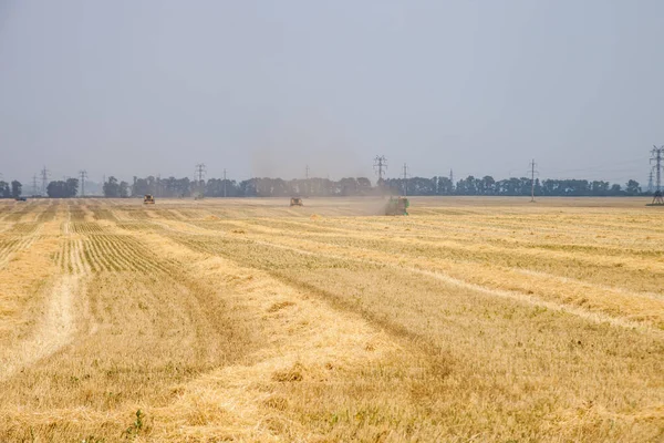 Збирання Пшениці Комбайнами Збір Врожаю — стокове фото