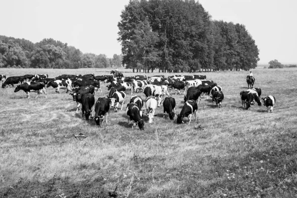Uma Manada Vacas Num Pasto Vacas Ambulantes Aldeia — Fotografia de Stock