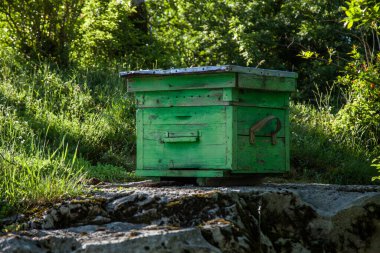 Tahtadan yapılmış bir arı kovanı. Ormanda yeşil ahşap arı kovanı