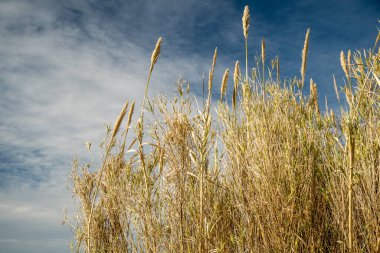 Kuru bitkilerin yakın plan kökleri. Krasnodar Bölgesi bitkileri