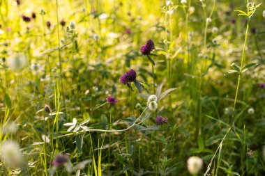 Yazın çiçek açan yonca. Çiçek açarken ot.