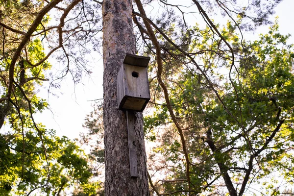 Courge Bois Sur Pin Maison Oiseaux Bois Écureuil Sur Arbre — Photo