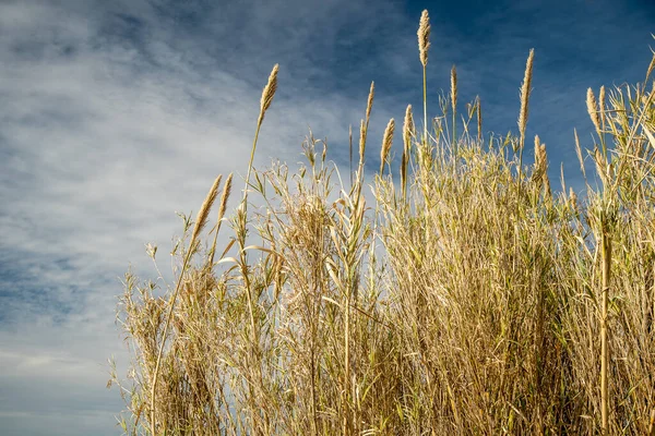Kuru bitkilerin yakın plan kökleri. Krasnodar Bölgesi bitkileri