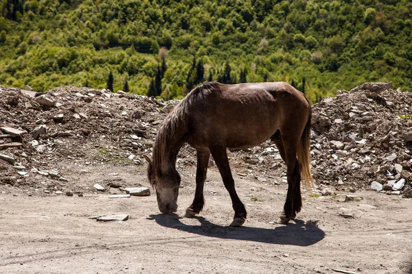 Cavalo Marrom Estrada Perto Prado — Fotografia de Stock