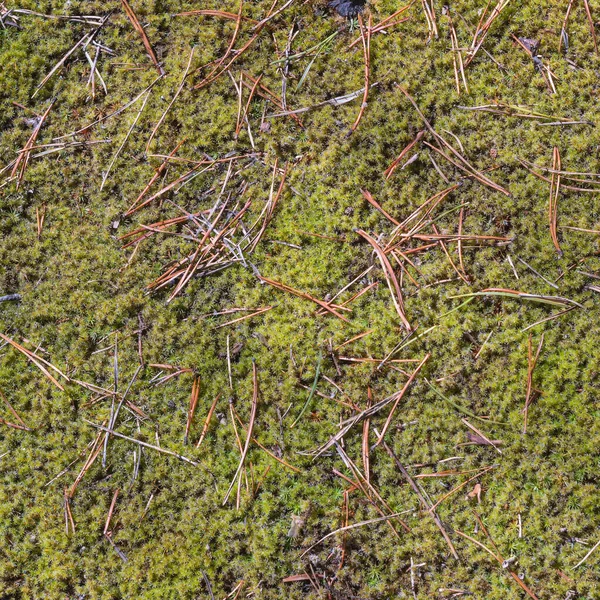 Přírodní Les Pozadí Sušené Borovice Jehličí Zeleném Mechu — Stock fotografie