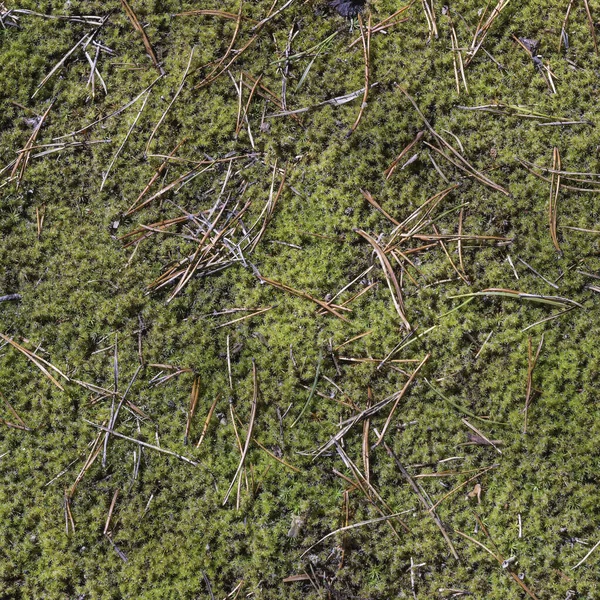 Fond Forestier Naturel Aiguilles Pin Séchées Sur Mousse Verte — Photo