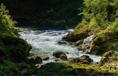 Vintgar Vadisi, Radovna Vadisi nehri ve çevresindeki bitki örtüsünün bir resmi..