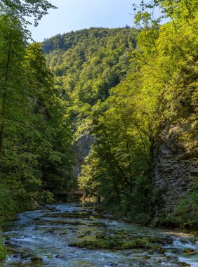 Vintgar Vadisi, Radovna Vadisi nehri ve çevresindeki bitki örtüsünün bir resmi..