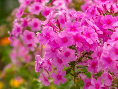 Bir Bahçe Sonbaharı Pembe Çiçekleri.