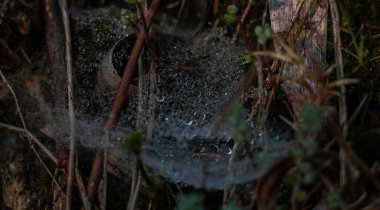 Örümceğin ağındaki sabah sis damlacıklarının yakın plan fotoğrafı..