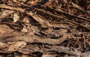 Kahverengi yaprakların arasında kahverengi çekirge resmi..