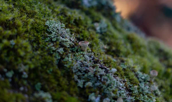 緑の苔のクローズアップ写真 — ストック写真